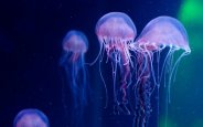 Jellyfish-9.jpg