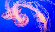 Jellyfish-Ancestry-1.jpg