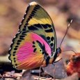 butterfly_aso_14021022_082315258.jpg