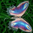 butterfly_aso_14021022_082256569.jpg