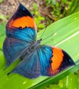 butterfly_aso_14021022_082141079.jpg