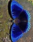 butterfly_aso_14021022_082120401.jpg