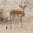 Serengeti_Impala3.jpg