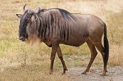 Blue_Wildebeest,_Ngorongoro.jpg