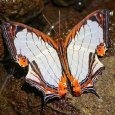 butterfly_aso_14021022_082118439.jpg