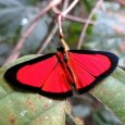 butterfly_aso_14021022_082059401.jpg