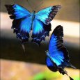 butterfly_aso_14021022_082054888.jpg