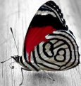 butterfly_aso_14021022_082048990.jpg