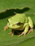 440px-Laubfrosch_cropped.jpg 440px-Laubfrosch_cropped.jpg