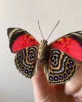 butterfly_aso_14021022_082036809.jpg