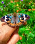 butterfly_aso_14021022_082045661.jpg