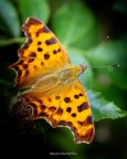 eyesonbutterflies-۲۰۲۴۰۲۰۲-0002.jpg