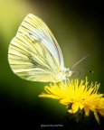eyesonbutterflies-۲۰۲۴۰۲۰۲-0001.jpg