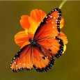 butterfliesrealm_14021118_132442999.jpg