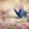 butterfly_lovers.ig_14021118_132524137.jpg