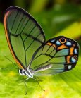 butterflies__lover_14021118_131446392.jpg