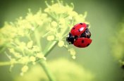 coccinellidae-plogger-ir-4.jpg