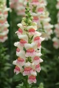 antirrhinum_majus_potomac_appleblossom_1.jpg