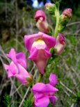 antirrhinum_majus_plogger_ir_-10-768x1024.jpg