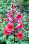 antirrhinum_majus_plogger_ir_-6-681x1024.jpg