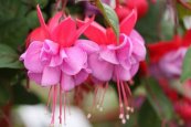 3-fuchsia-flower-bulbs-globalplants-original-imagjcfecxmrjjgh.jpeg