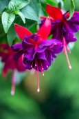 blossom-purple-pink-fuchsia-flower-green-background-macro-photography-summertime_427447-841.jpg