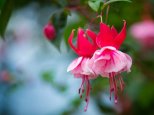 desktop-wallpaper-flowers-fuchsia-flowers-one.jpg