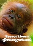 Secret-Lives-of-Orangutans-2024.jpg Secret-Lives-of-Orangutans-2024.jpg