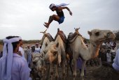 Camel-Jumping.jpg