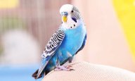 budgerigar.jpg budgerigar.jpg