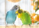 two.budgies.jpg two.budgies.jpg