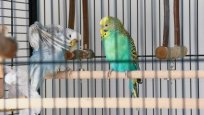 Can-You-Bond-With-Two-Budgies.jpg