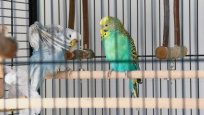 Can-You-Bond-With-Two-Budgies.jpg Can-You-Bond-With-Two-Budgies.jpg