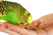 green_budgie_feeding_from_hand.jpg