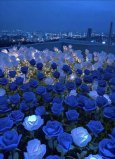 blue-rose-30.jpeg