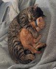 tabbykatbros_14030905_072723467.jpg