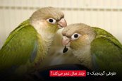 طوطی-گرینچیک-تا-چند-سال-عمر-می_کند؟.jpg طوطی-گرینچیک-تا-چند-سال-عمر-می_کند؟.jpg