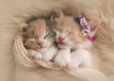 cute-kittens-adorable.jpg