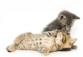 kittens-playing-together.jpg