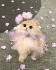 dadapropro_14040111_101239785.jpg