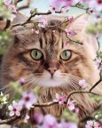 girlylands_14000104_042142810.jpg