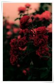 full_red-rose-background-19.jpg