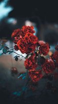 full_red-rose-background-15.jpg
