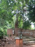 Iroko_tree.jpg