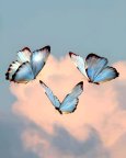 butterflies__lover_14031001_233210724.jpg