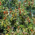 ziziphus-spina-cristi.jpg