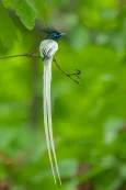 indian-paradise-flycatcher-vertical-with-tail-arijit-mondal_eiv90v.webp