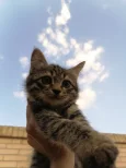 IMG_20240625_051355.webp