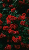 1kgt426a.webp