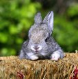 rabbit-photos-21.jpg